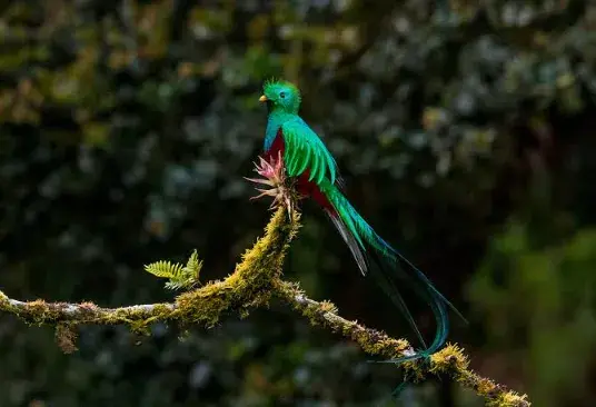 Ruta Pura Vida: Tortuguero, Arenal, Monteverde & Manuel Antonio