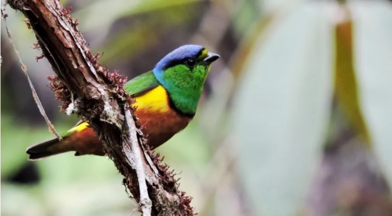 Avistamiento de Aves