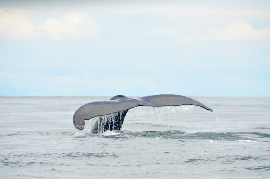 Bahía Solano y Medellín